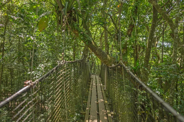 Schorsbrug in het bos — Stockfoto