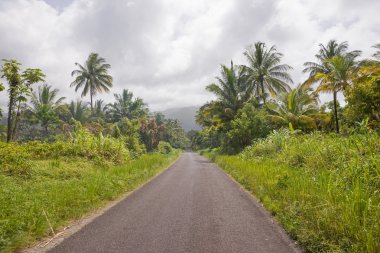 Yol kenarında palmiye ağaçlarıyla