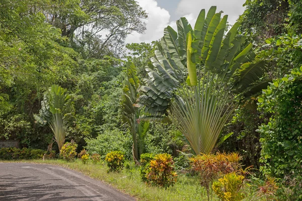 Palm trees by the roadside — Stock Photo, Image
