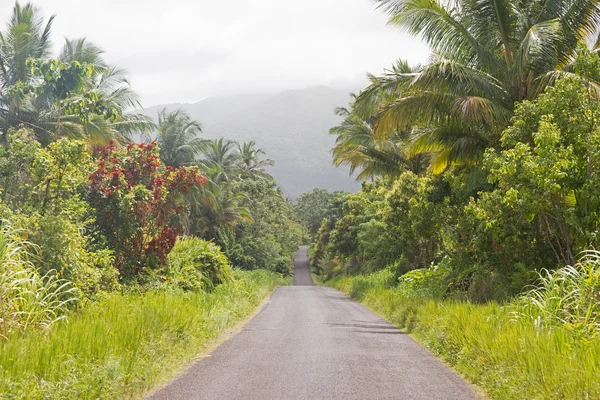 Palmiers au bord de la route — Photo