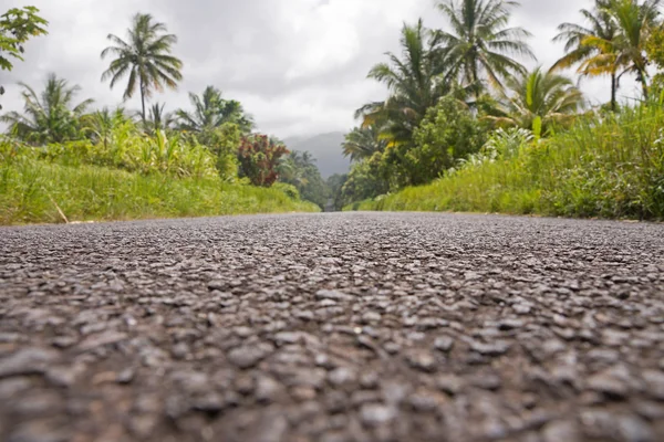 Palmbomen door langs de weg — Stockfoto