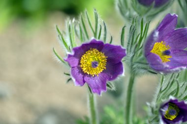 Pulsatilla vulgaris