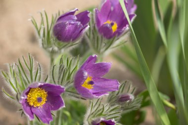 Pulsatilla vulgaris