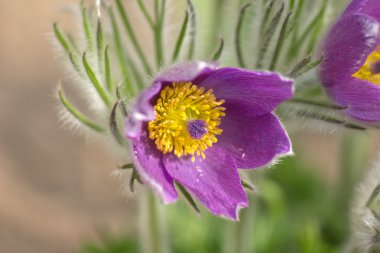 Pulsatilla vulgaris