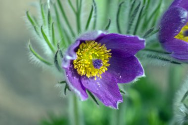 Pulsatilla vulgaris