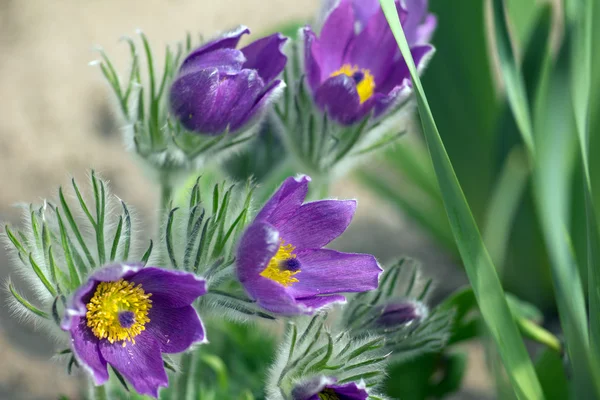 Pulsatilla vulgaris