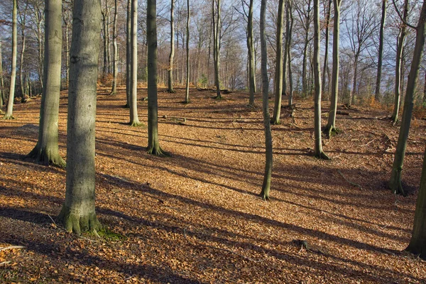 Sombra de árvores na floresta — Fotografia de Stock