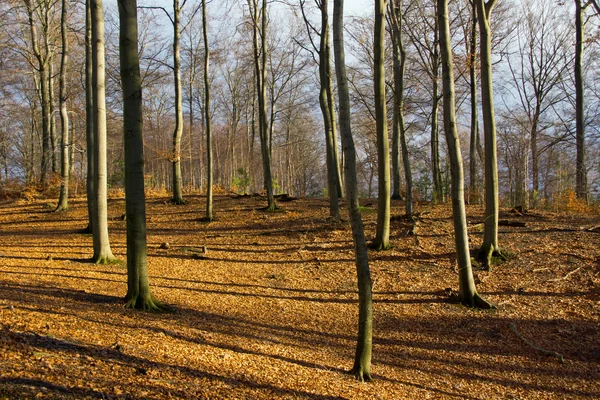 Sombra de árvores na floresta — Fotografia de Stock