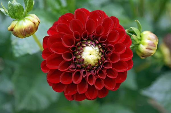 Närbild av dahlia blomma — Stockfoto