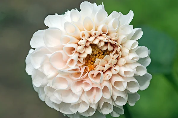 ダリアの花のクローズ アップ — ストック写真