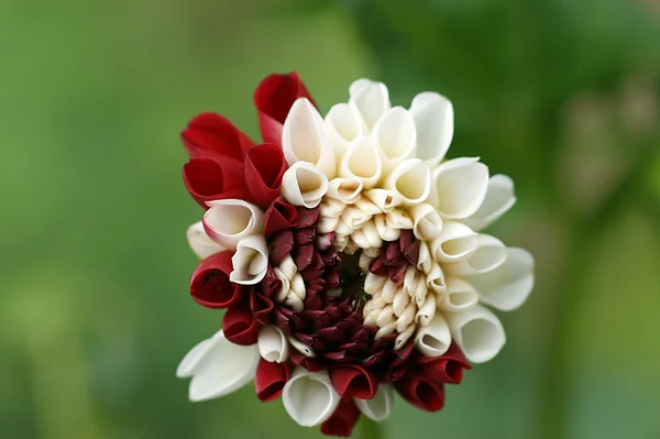 Närbild av dahlia blomma — Stockfoto