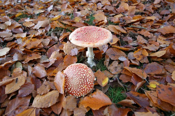 Vola agarica nelle foglie — Foto Stock