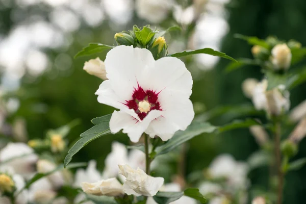 美しい白いハイビスカスの花 — ストック写真