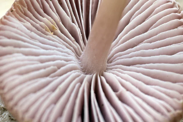 Нижняя сторона большого гриба — стоковое фото