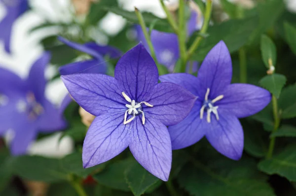 Çiçek balon çiçek