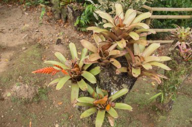 parkta bromeliad bitki