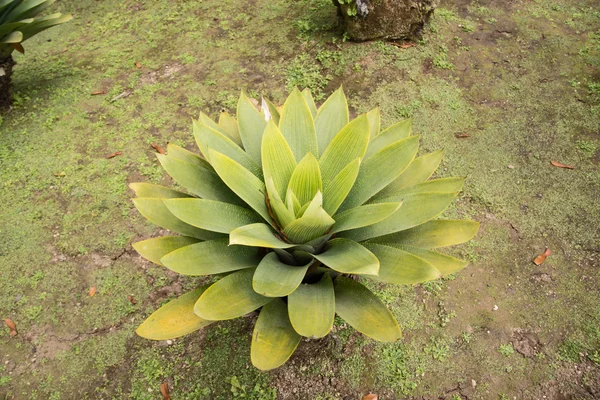 Bromeliad plant in the park — Stock Photo, Image