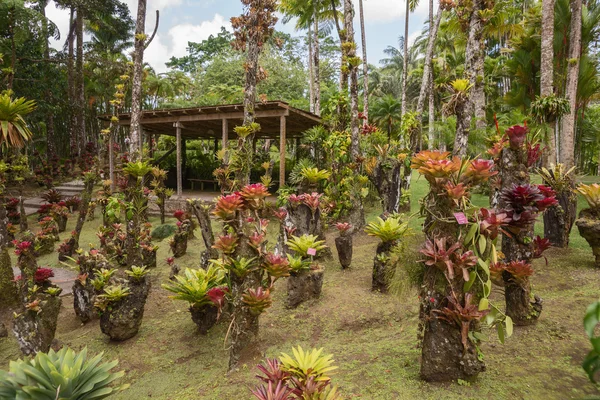 Ananasväxter växt i parken — Stockfoto