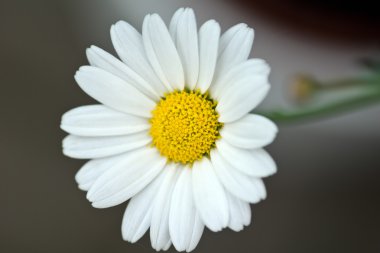 Beyaz papatya çiçek makro çekim