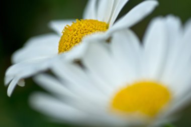 Beyaz papatya çiçek makro çekim