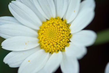 Beyaz papatya çiçek makro çekim