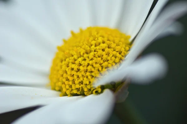 白いデイジーの花のマクロ撮影 — ストック写真