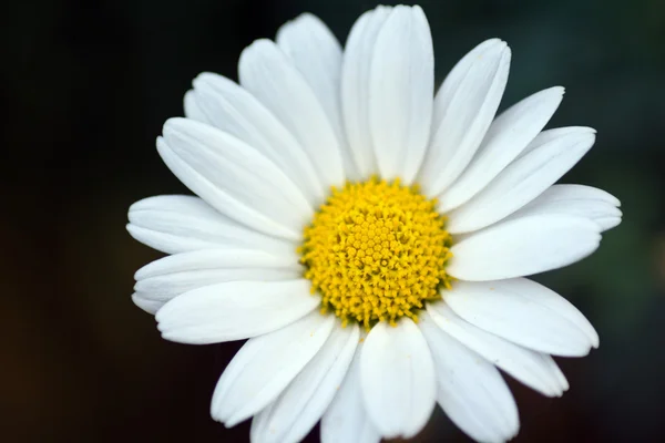 Makroaufnahme der weißen Gänseblümchenblümchen — Stockfoto