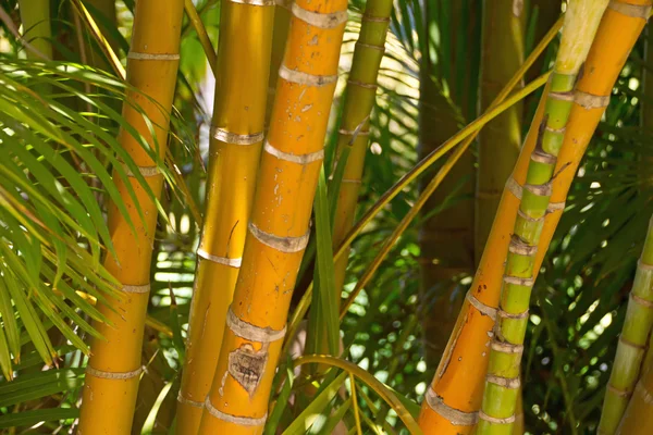 Bamboo forest background — Stock Photo, Image