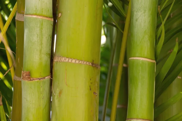 Bamboo forest background — Stock Photo, Image