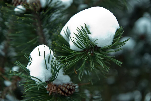 Ramos de pinheiro congelados na neve — Fotografia de Stock