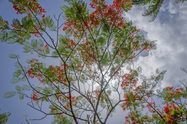 Mavi gökyüzü karşı gösterişli çiçek
