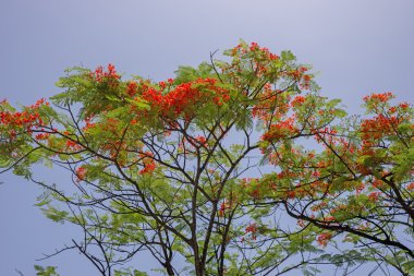 Mavi gökyüzü karşı gösterişli çiçek
