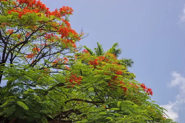 Flamboyant flor contra o céu azul — Fotografia de Stock