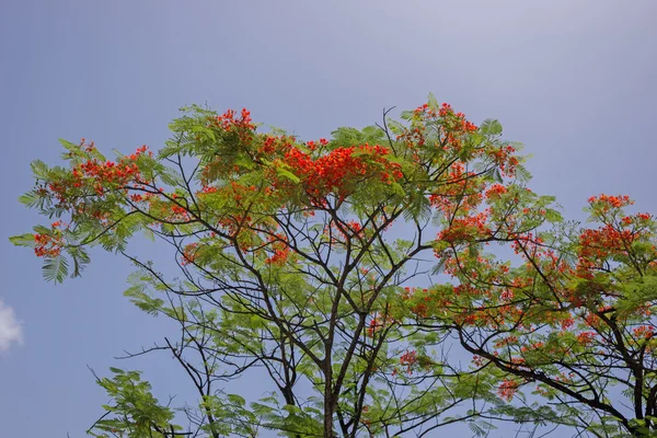 Flamboyant Flower Against Blue Sky — Stock Photo, Image