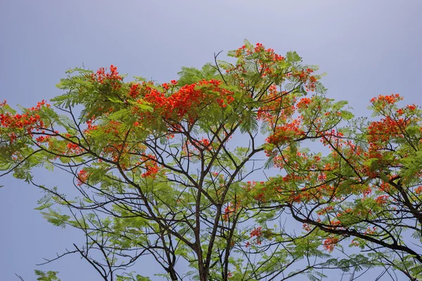 Flammende Blume vor blauem Himmel — Stockfoto