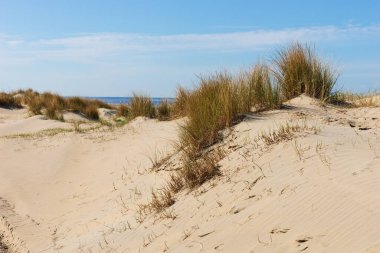 Sand dunes on the North Sea coast. Netherlands