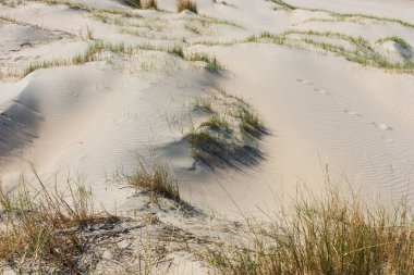 Sand dunes on the North Sea coast. Netherlands