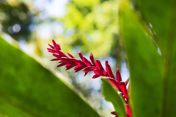 Roter Ingwer, alpinia purpurata — Stockfoto