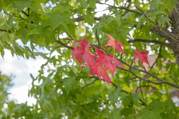 빨간색과 녹색 마 플 잎 — 스톡 사진