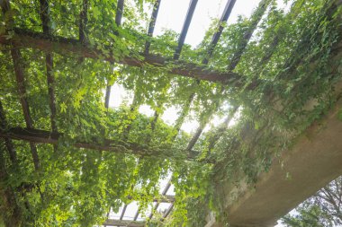 Bahçe kemer, pergola, Wroclaw