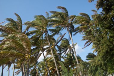 Rüzgardaki palmiyeler