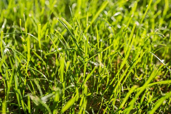 Güneş ışığı yeşil çim arka plan — Stok fotoğraf