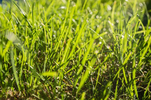 Fond d'herbe verte au soleil — Photo