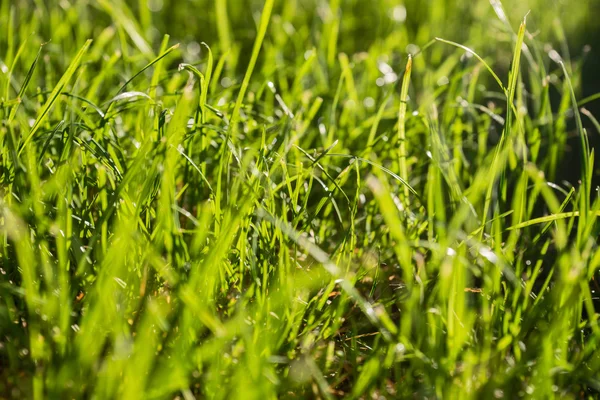 Background of green grass in sunlight — Stock Photo, Image