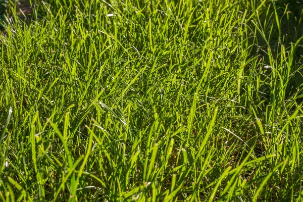 Sfondo di erba verde alla luce del sole — Foto Stock