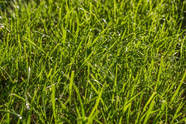 Background of green grass in sunlight — Stock Photo, Image