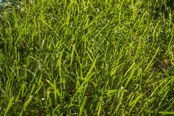 Background of green grass in sunlight — Stock Photo, Image