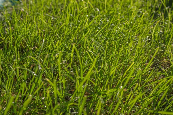 Background of green grass in sunlight — Stock Photo, Image