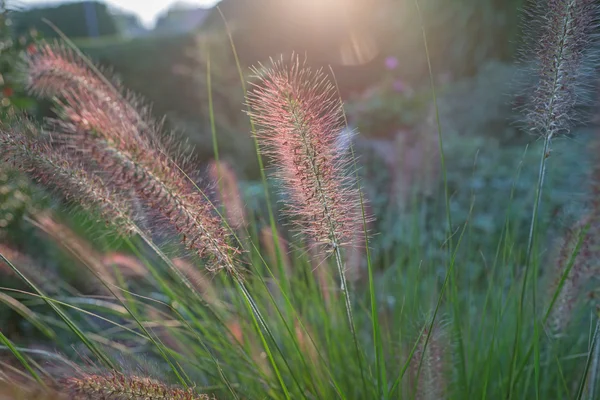 Pennisetum flor en la puesta del sol, Pennisetum alopecuroides — Foto de Stock