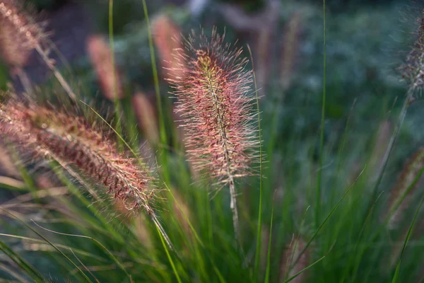 Pennisetum Blume im Sonnenuntergang, pennisetum alopecuroides — Stockfoto